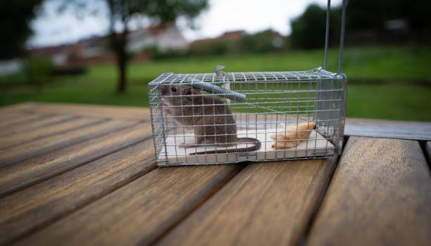 Top 3 des pièges à rat