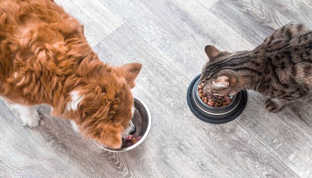 Comment conserver les aliments de mon chien ou de mon chat ?