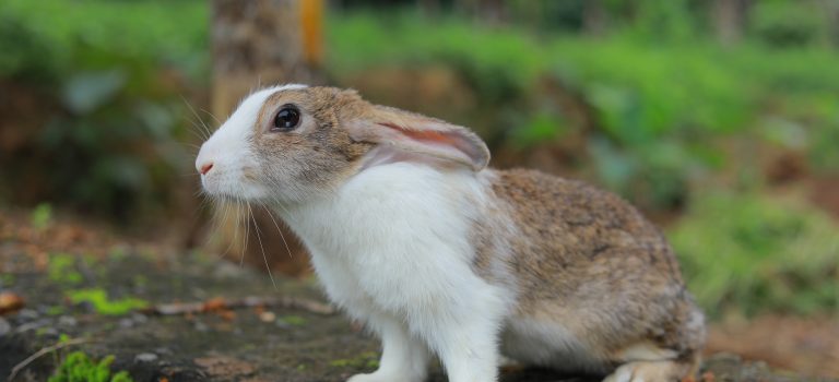 Pourquoi le lapin nain est-il dressé sur les pattes arrières, oreilles droites ?