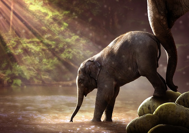 Arbre généalogique des animaux
