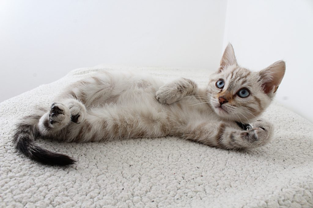 Comment accueillir un chaton avec un chat adulte ?