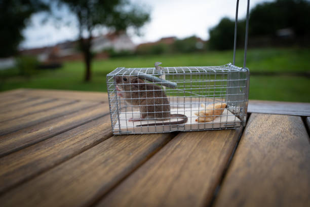 Top 3 des pièges à rat
