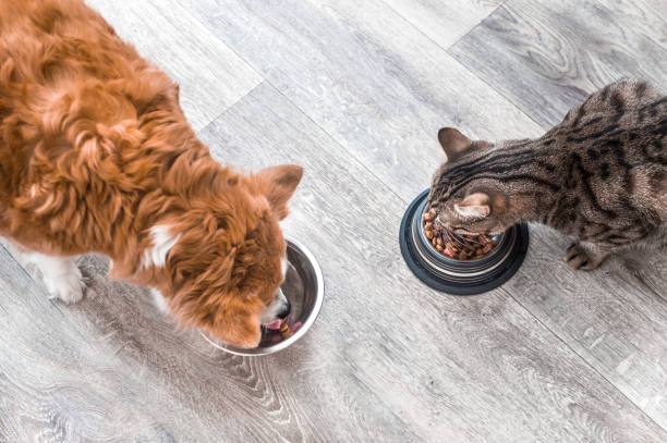Comment conserver les aliments de mon chien ou de mon chat ?