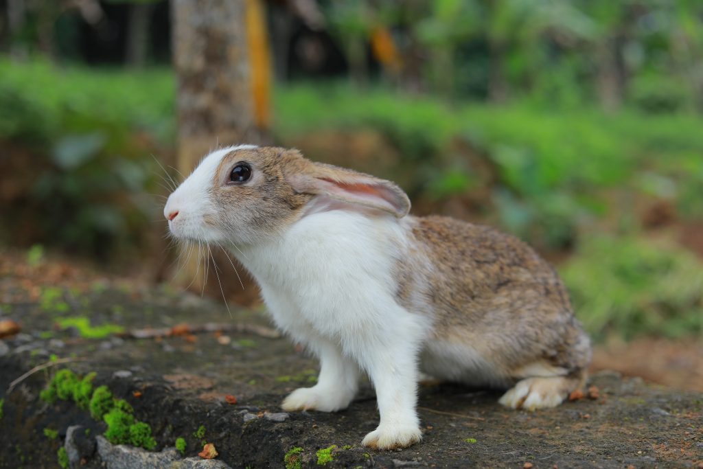 Pourquoi le lapin nain est-il dressé sur les pattes arrières, oreilles droites ?